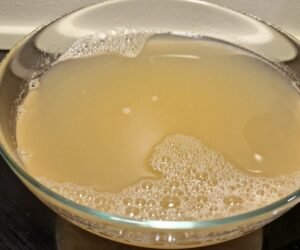 Garnelenfond