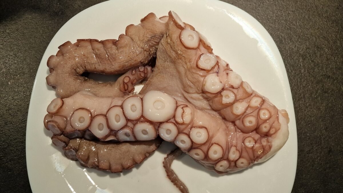 aufgetauter Oktopus