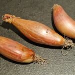 Schalotten