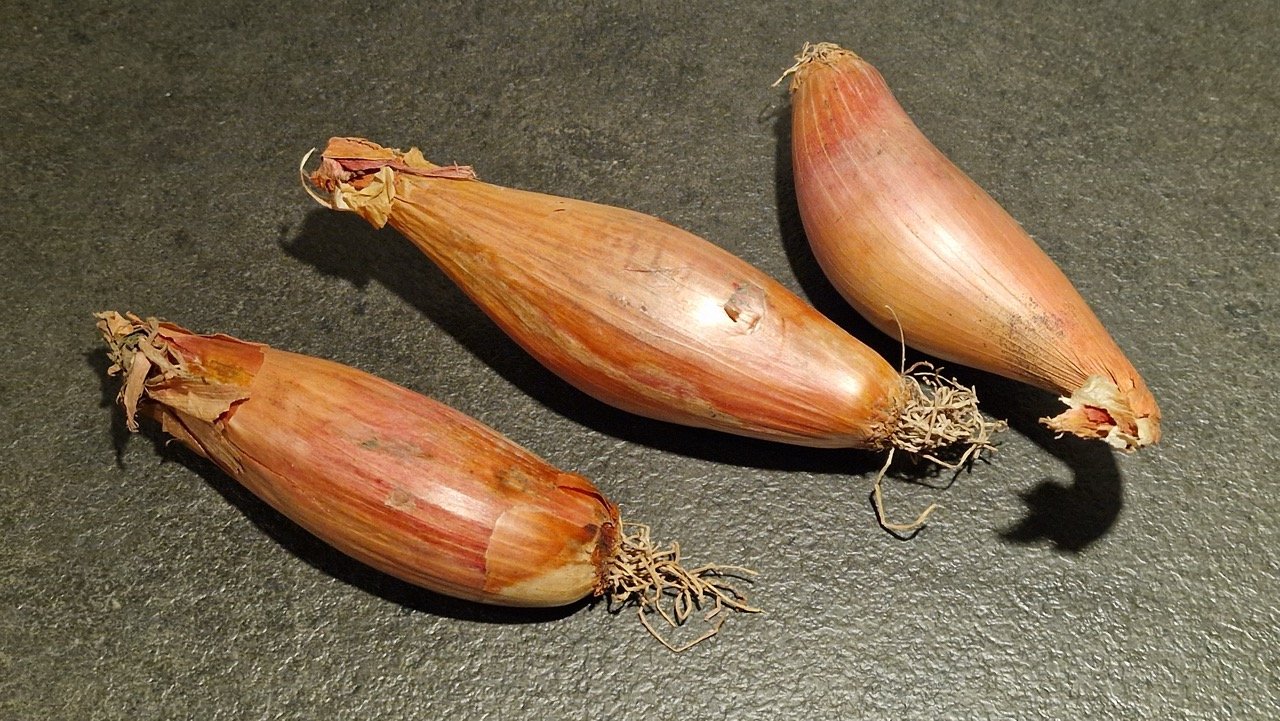 Schalotten